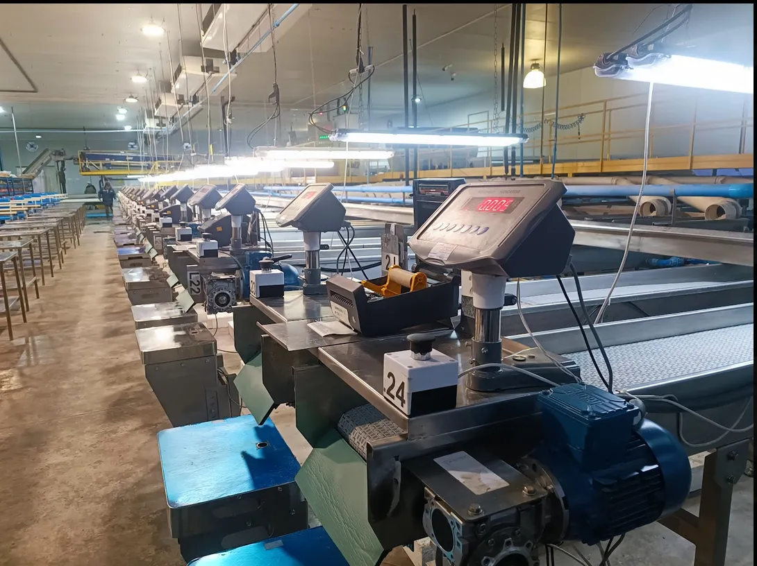 Sistema Automatizado de Etiquetado Industrial - Captura principal del sistema