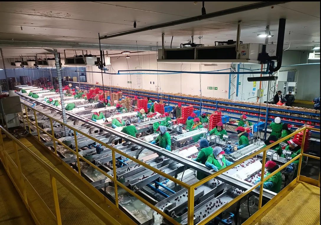 Sistema Automatizado de Etiquetado Industrial - Línea de producción y clasificación de fruta